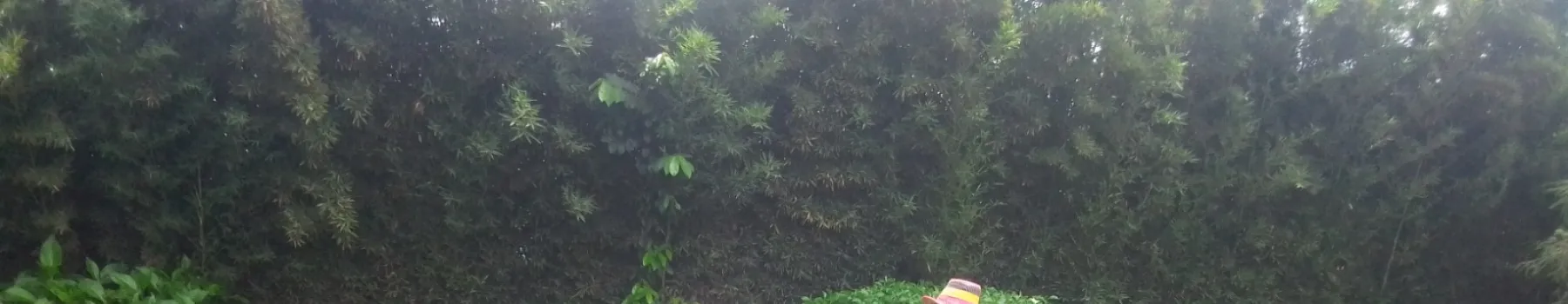 Jesus kids foundation